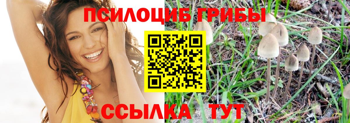 Галлюциногенные грибы Psilocybine cubensis Ростов Великий